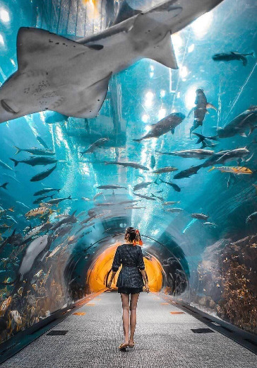 Dubai Aquarium & Underwater Zoo: Gold Pass Dubai Aquarium & Underwater Zoo: Gold Pass