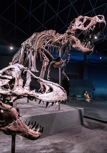 Visit Natural History Museum Abu Dhabi Visit Natural History Museum Abu Dhabi