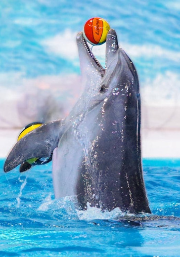 Dubai Dolphinarium: VIP