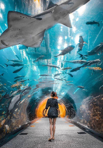 Dubai Aquarium & Underwater Zoo: Silver Pass