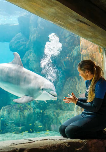 SeaWorld Abu Dhabi Visit + Shuttle Service