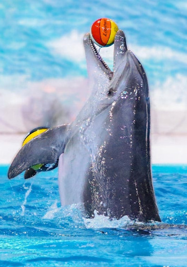 Dubai Dolphinarium: Standard