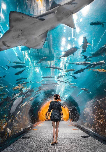 Dubai Aquarium & Underwater Zoo: Platinum Pass