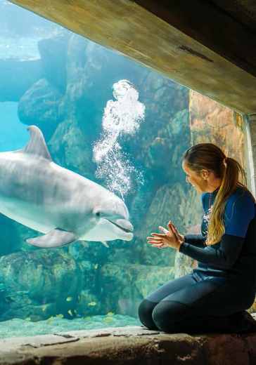 SeaWorld Abu Dhabi Visit + Shuttle Service + Combo Meal